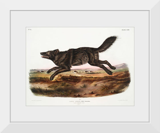 "Black American Wolf (1845)", John Woodhouse Audubon