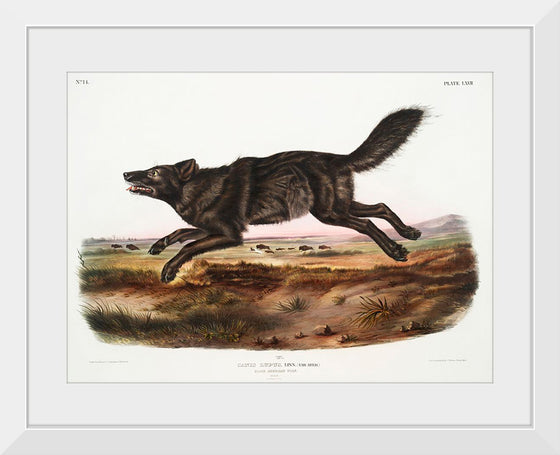 "Black American Wolf (1845)", John Woodhouse Audubon