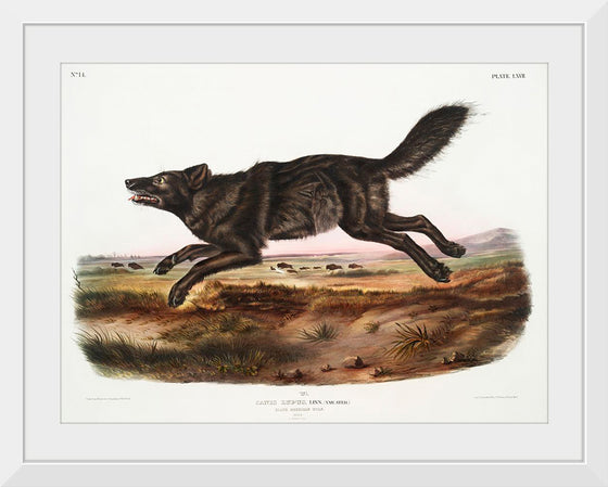 "Black American Wolf (1845)", John Woodhouse Audubon