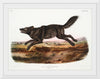 "Black American Wolf (1845)", John Woodhouse Audubon