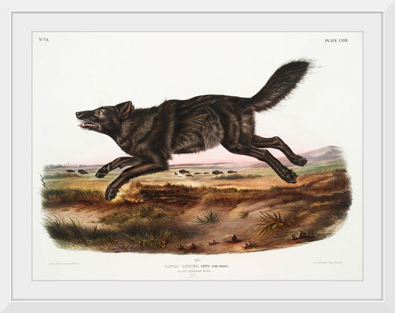 "Black American Wolf (1845)", John Woodhouse Audubon