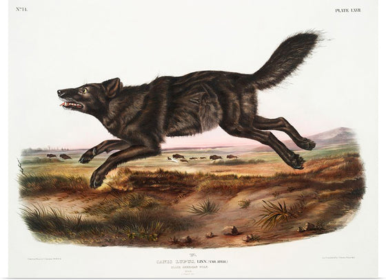 "Black American Wolf (1845)", John Woodhouse Audubon