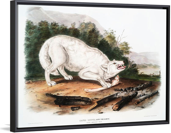 "White American Wolf (1845)", John Woodhouse Audubon