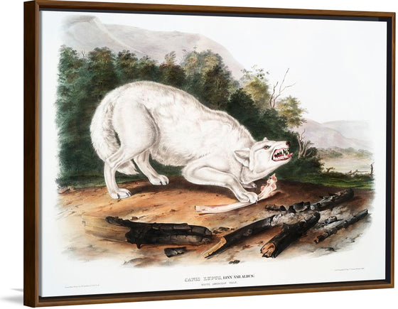 "White American Wolf (1845)", John Woodhouse Audubon