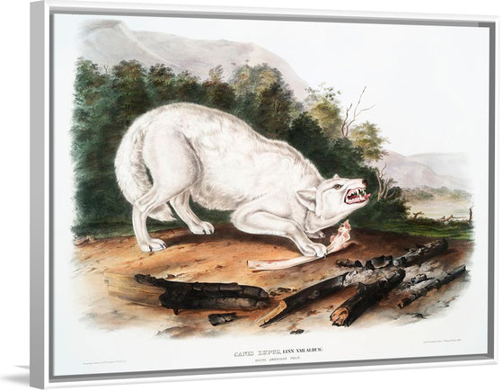 "White American Wolf (1845)", John Woodhouse Audubon