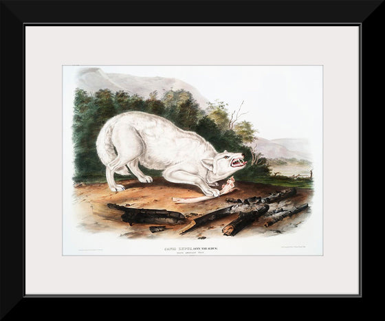 "White American Wolf (1845)", John Woodhouse Audubon