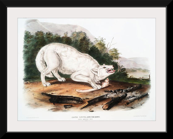 "White American Wolf (1845)", John Woodhouse Audubon