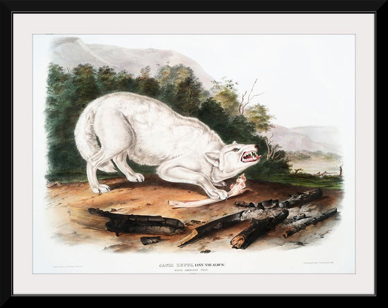 "White American Wolf (1845)", John Woodhouse Audubon