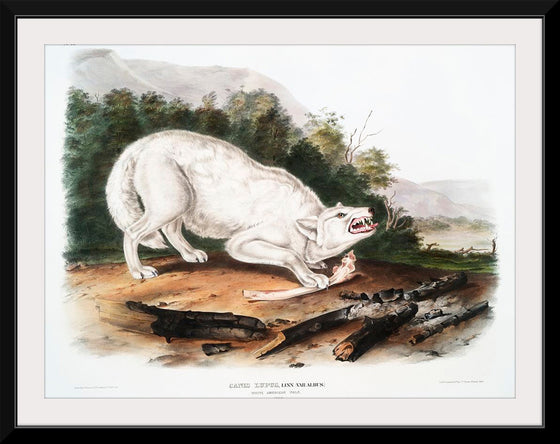 "White American Wolf (1845)", John Woodhouse Audubon