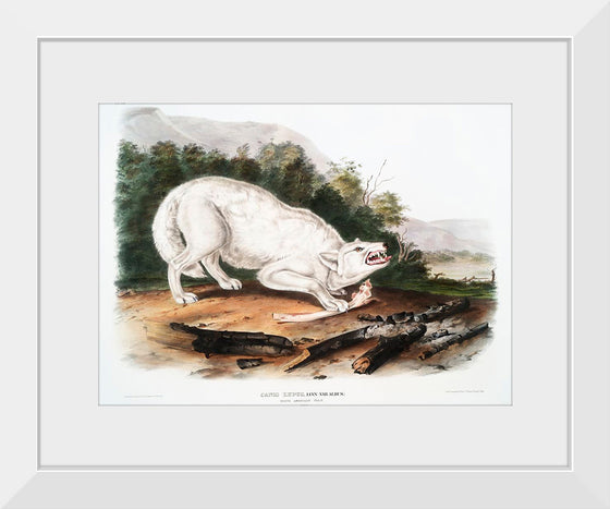 "White American Wolf (1845)", John Woodhouse Audubon