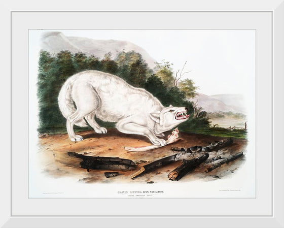 "White American Wolf (1845)", John Woodhouse Audubon