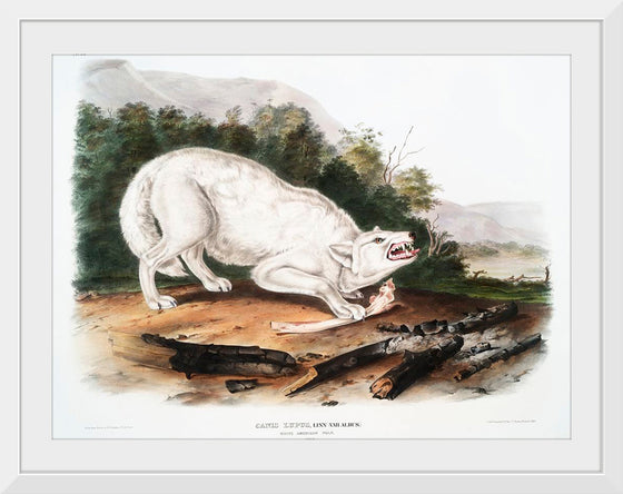 "White American Wolf (1845)", John Woodhouse Audubon