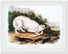 "White American Wolf (1845)", John Woodhouse Audubon