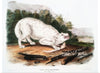 "White American Wolf (1845)", John Woodhouse Audubon