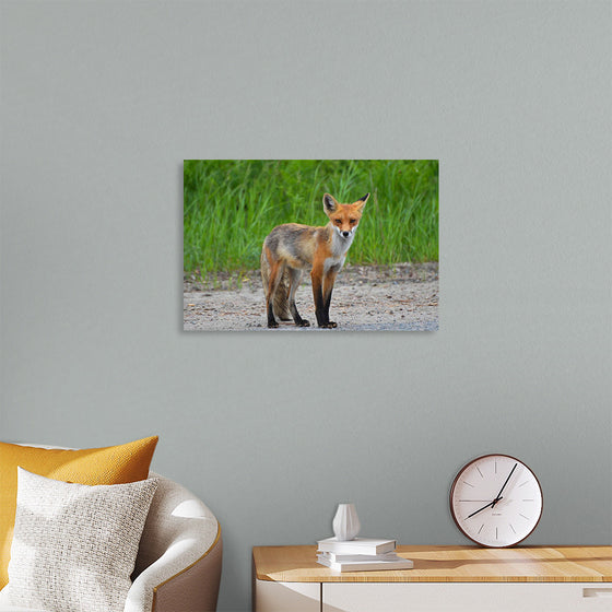 "Fox Standing on a Dirt Road"