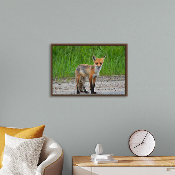 "Fox Standing on a Dirt Road"