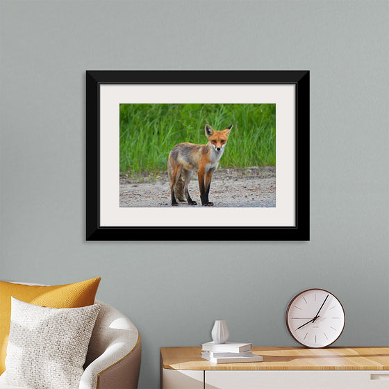 "Fox Standing on a Dirt Road"