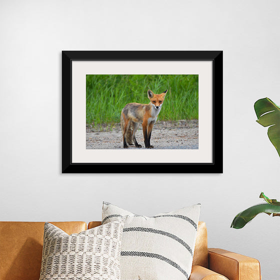 "Fox Standing on a Dirt Road"