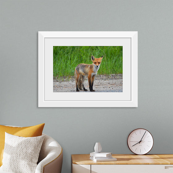 "Fox Standing on a Dirt Road"