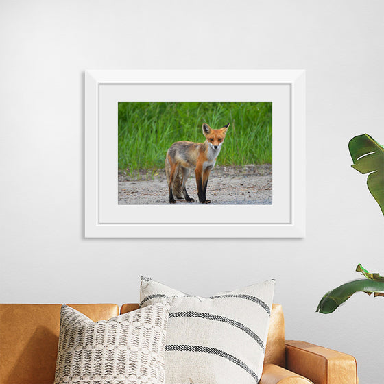 "Fox Standing on a Dirt Road"