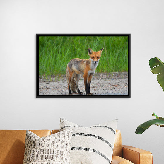 "Fox Standing on a Dirt Road"