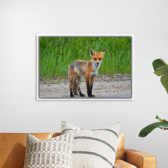 "Fox Standing on a Dirt Road"