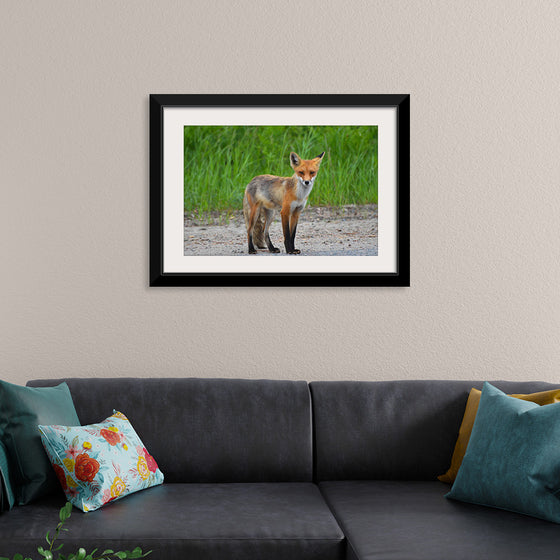 "Fox Standing on a Dirt Road"