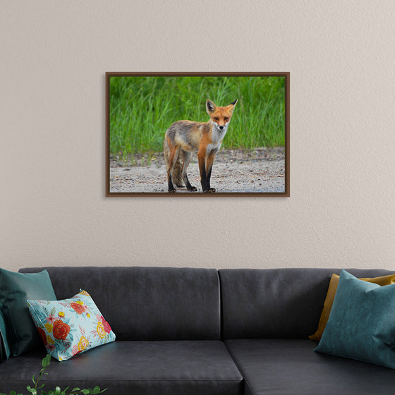 "Fox Standing on a Dirt Road"