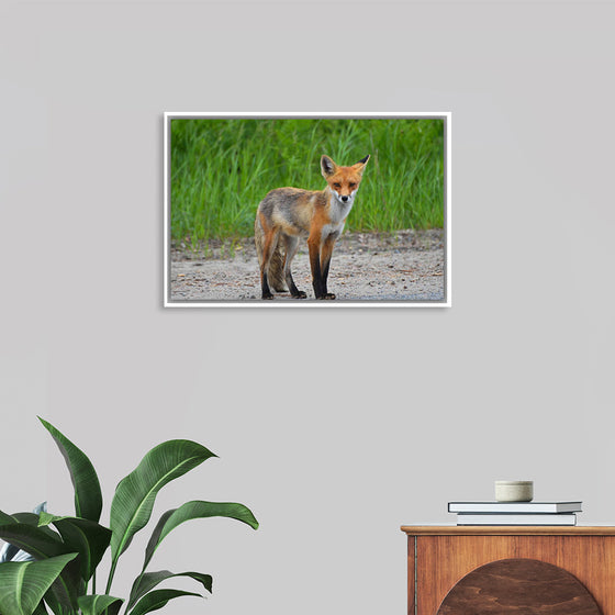 "Fox Standing on a Dirt Road"