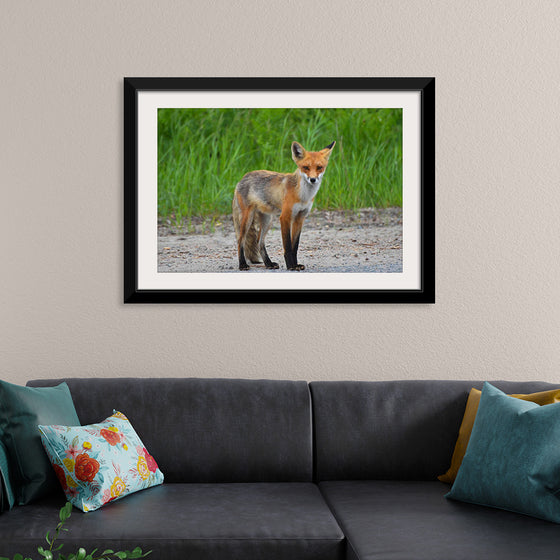 "Fox Standing on a Dirt Road"