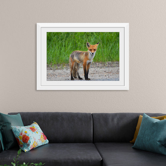 "Fox Standing on a Dirt Road"