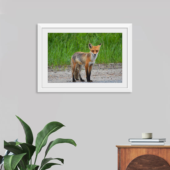 "Fox Standing on a Dirt Road"