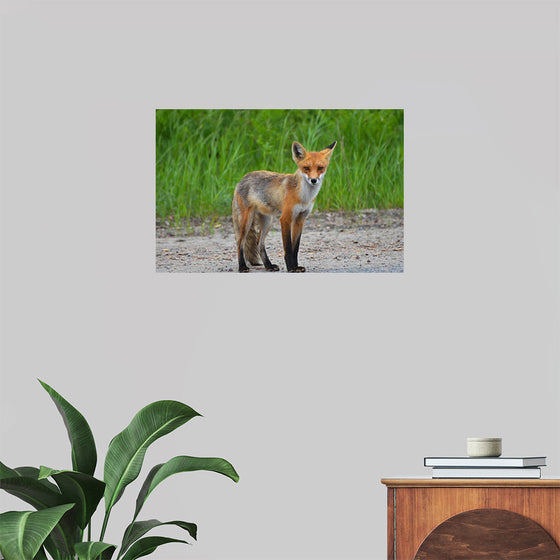 "Fox Standing on a Dirt Road"