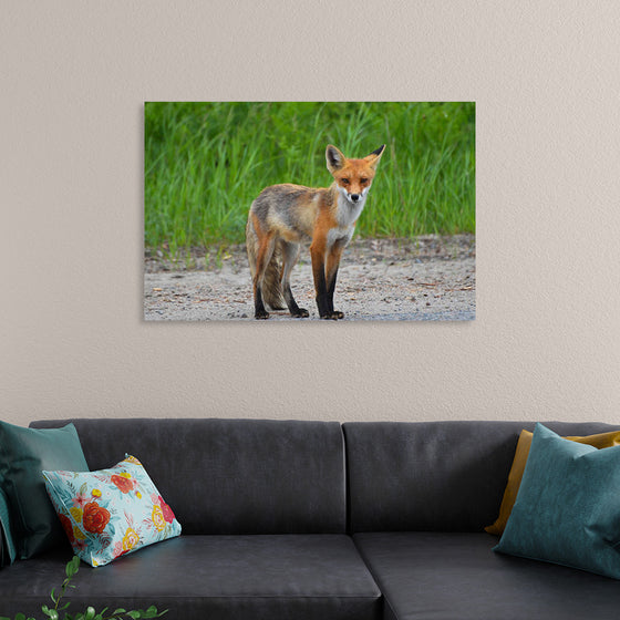 "Fox Standing on a Dirt Road"