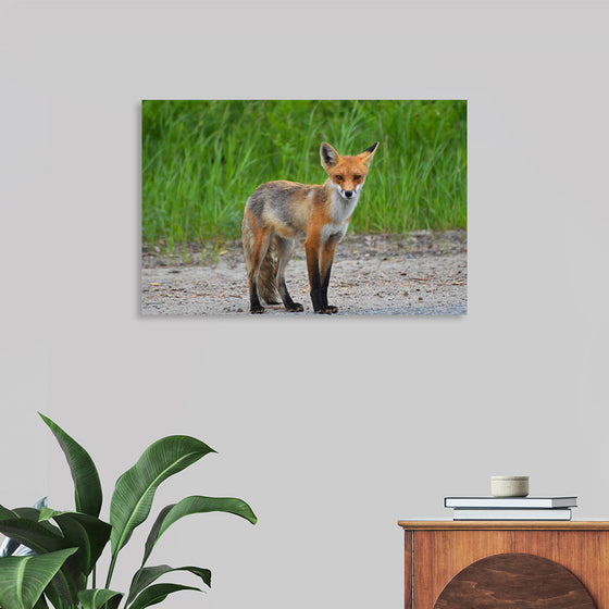 "Fox Standing on a Dirt Road"