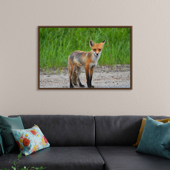 "Fox Standing on a Dirt Road"