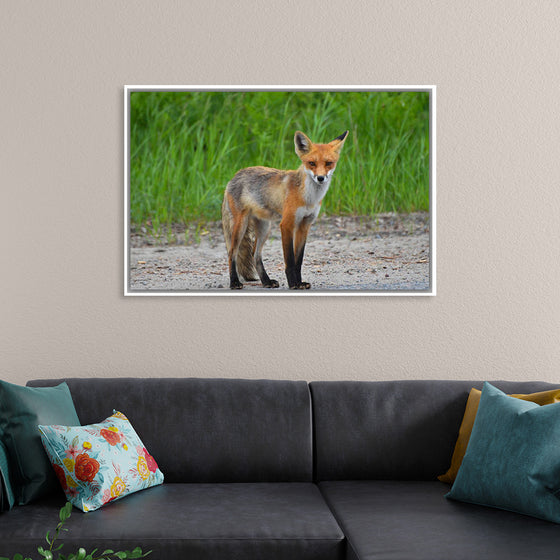 "Fox Standing on a Dirt Road"