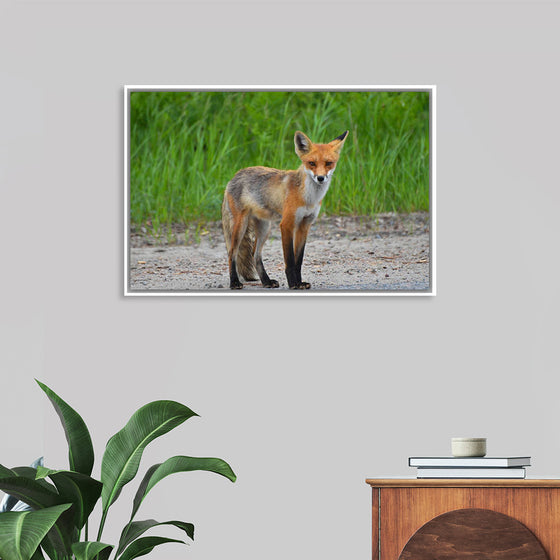 "Fox Standing on a Dirt Road"