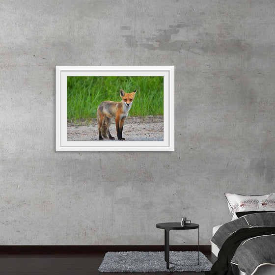 "Fox Standing on a Dirt Road"