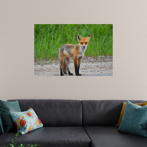 "Fox Standing on a Dirt Road"