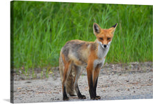  This captivating photograph captures the essence of a majestic red fox cub. Its piercing amber eyes gaze directly at the viewer, seemingly brimming with curiosity and intelligence.