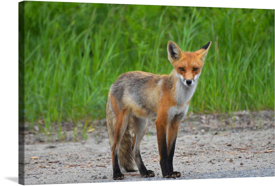 This captivating photograph captures the essence of a majestic red fox cub. Its piercing amber eyes gaze directly at the viewer, seemingly brimming with curiosity and intelligence.