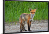 "Fox Standing on a Dirt Road"