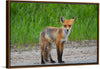 "Fox Standing on a Dirt Road"