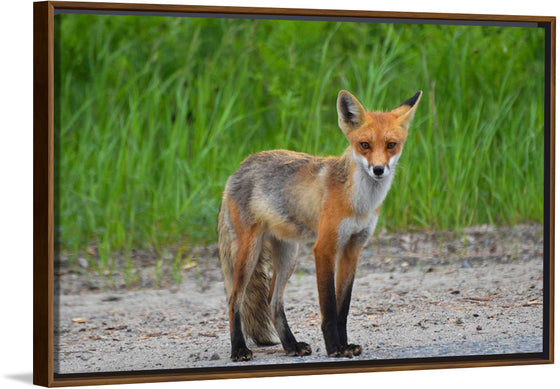 "Fox Standing on a Dirt Road"