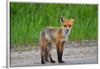 "Fox Standing on a Dirt Road"