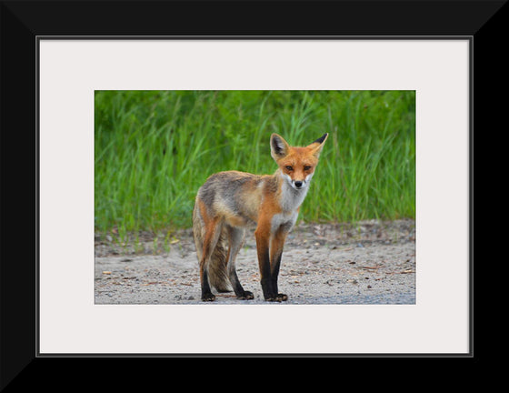 "Fox Standing on a Dirt Road"