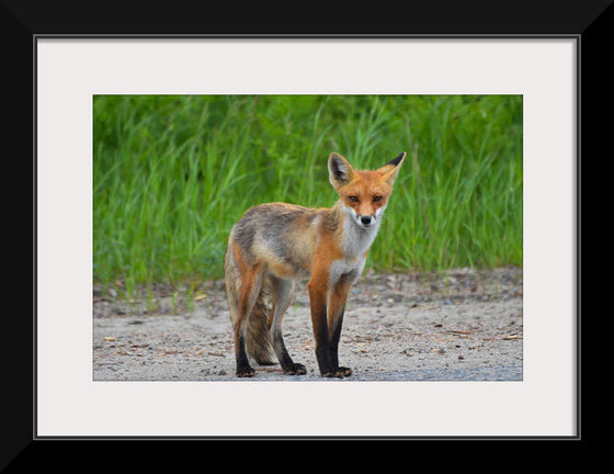 "Fox Standing on a Dirt Road"