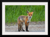 "Fox Standing on a Dirt Road"