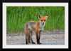 "Fox Standing on a Dirt Road"